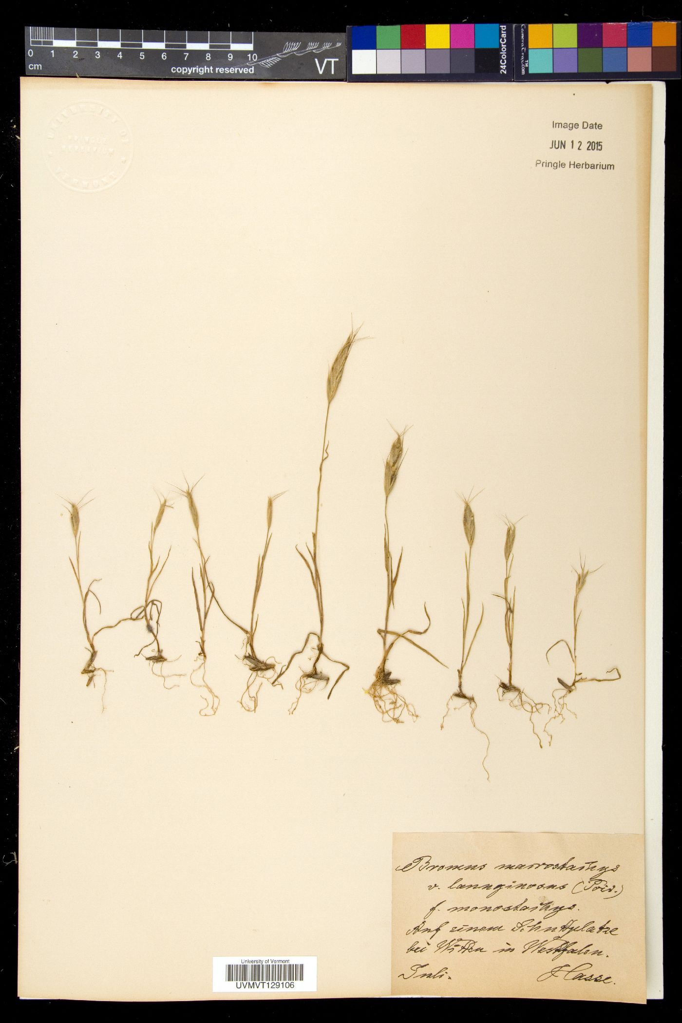Bromus macrostachys image