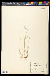 Bromus molliformis image