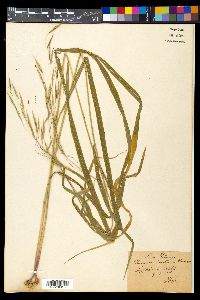 Bromus ramosus image