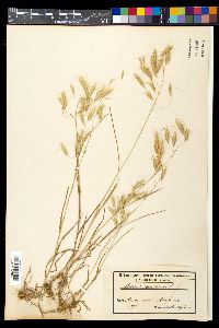 Bromus squarrosus image