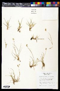 Bouteloua dactyloides image