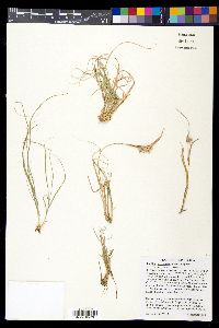 Bouteloua dactyloides image