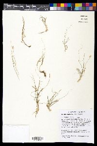 Bouteloua dactyloides image