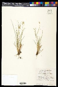 Bouteloua dactyloides image