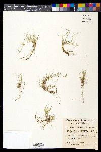 Bouteloua dactyloides image