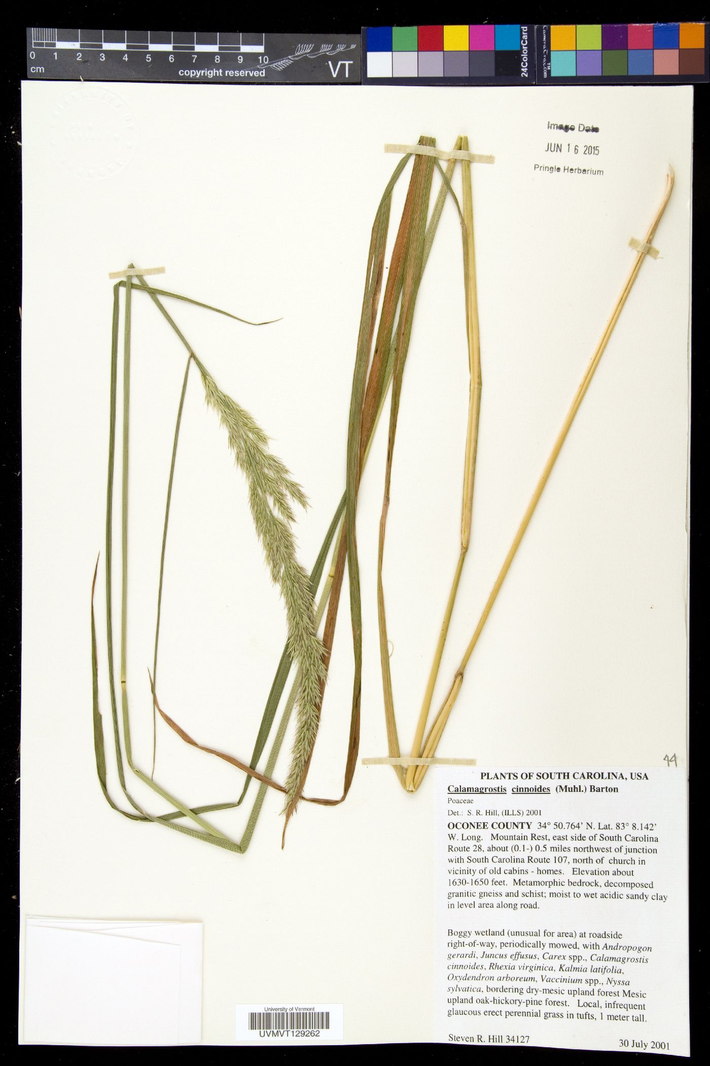 Calamagrostis cinnoides image