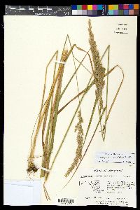 Calamagrostis coarctata image