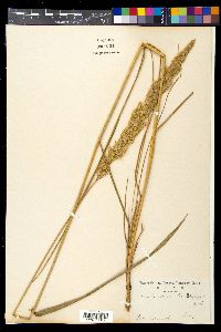 Calamagrostis epigeios image