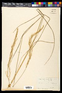 Calamagrostis arundinacea image