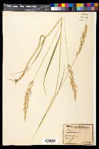 Calamagrostis arundinacea image