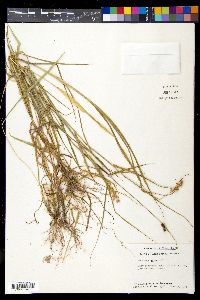 Cenchrus echinatus image