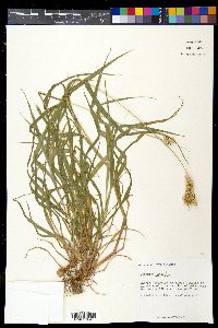 Cenchrus echinatus image