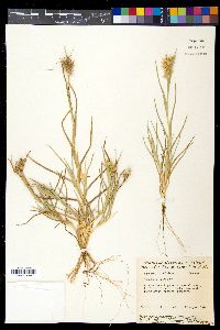 Cenchrus tribuloides image
