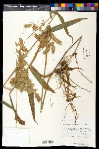 Chasmanthium latifolium image