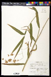 Chasmanthium latifolium image