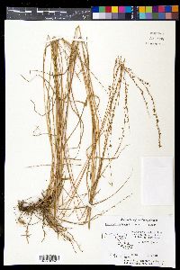 Chasmanthium laxum image