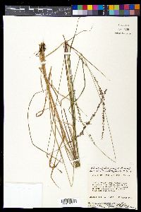 Chasmanthium laxum image
