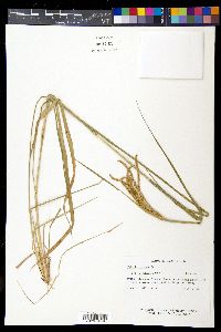 Chloris ciliata image
