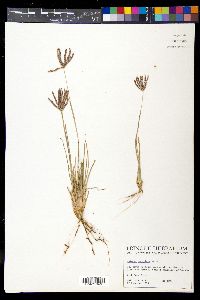 Chloris cucullata image