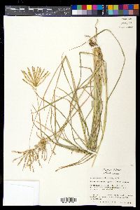 Chloris X subdolichostachya image