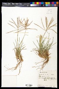 Chloris verticillata image