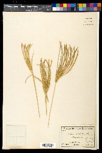 Chloris ciliata image