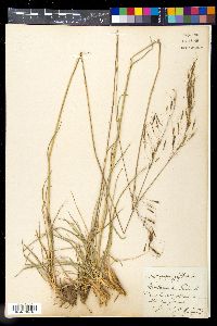 Chrysopogon gryllus image