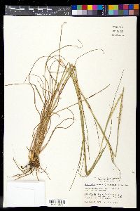 Coelorachis cylindrica image