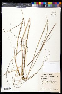 Coelorachis cylindrica image