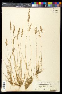 Corynephorus canescens image