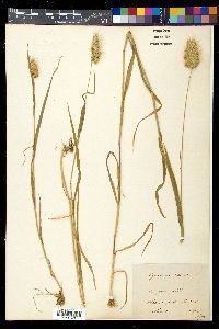 Cynosurus echinatus image