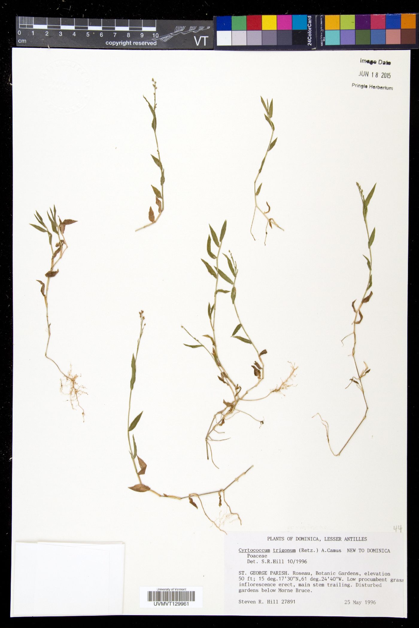 Cyrtococcum trigonum image