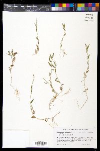 Cyrtococcum trigonum image