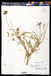 Dactyloctenium aegyptium image