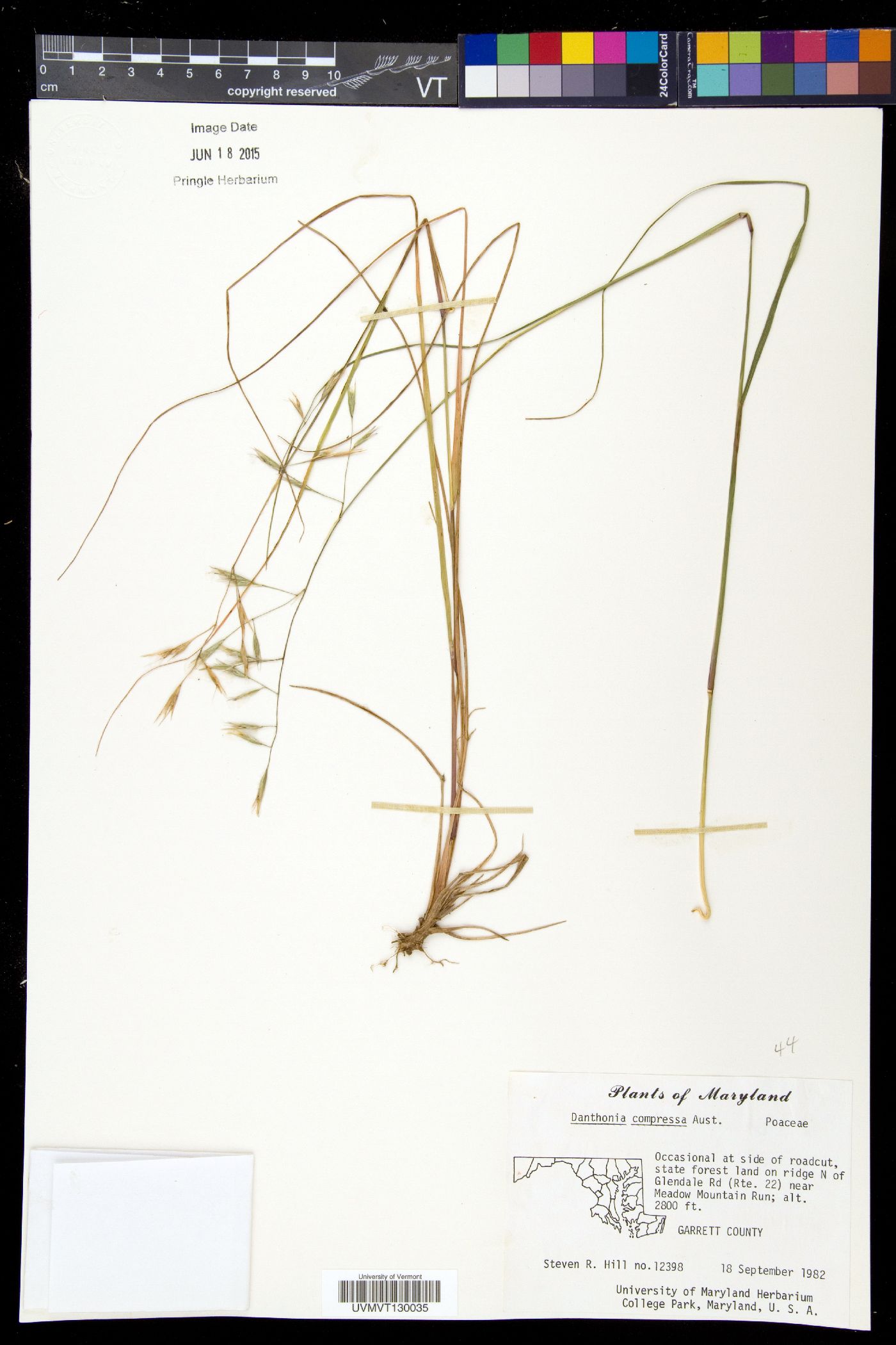 Danthonia compressa image