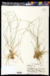 Danthonia compressa image
