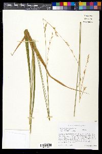 Diarrhena americana image