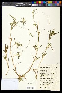 Dichanthelium acuminatum subsp. fasciculatum image