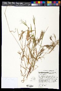 Dichanthelium acuminatum subsp. implicatum image