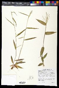 Dichanthelium dichotomum image