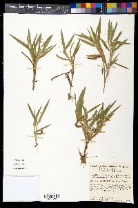 Dichanthelium scribnerianum image