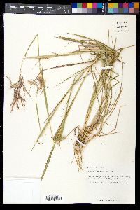 Dichanthium annulatum image