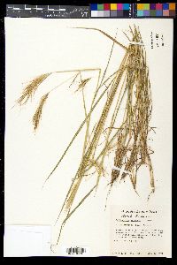 Dichanthium sericeum image