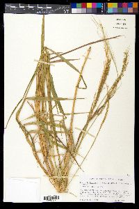 Digitaria insularis image