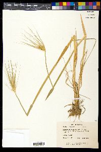 Hordeum vulgare image