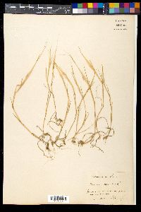 Hordeum vulgare image