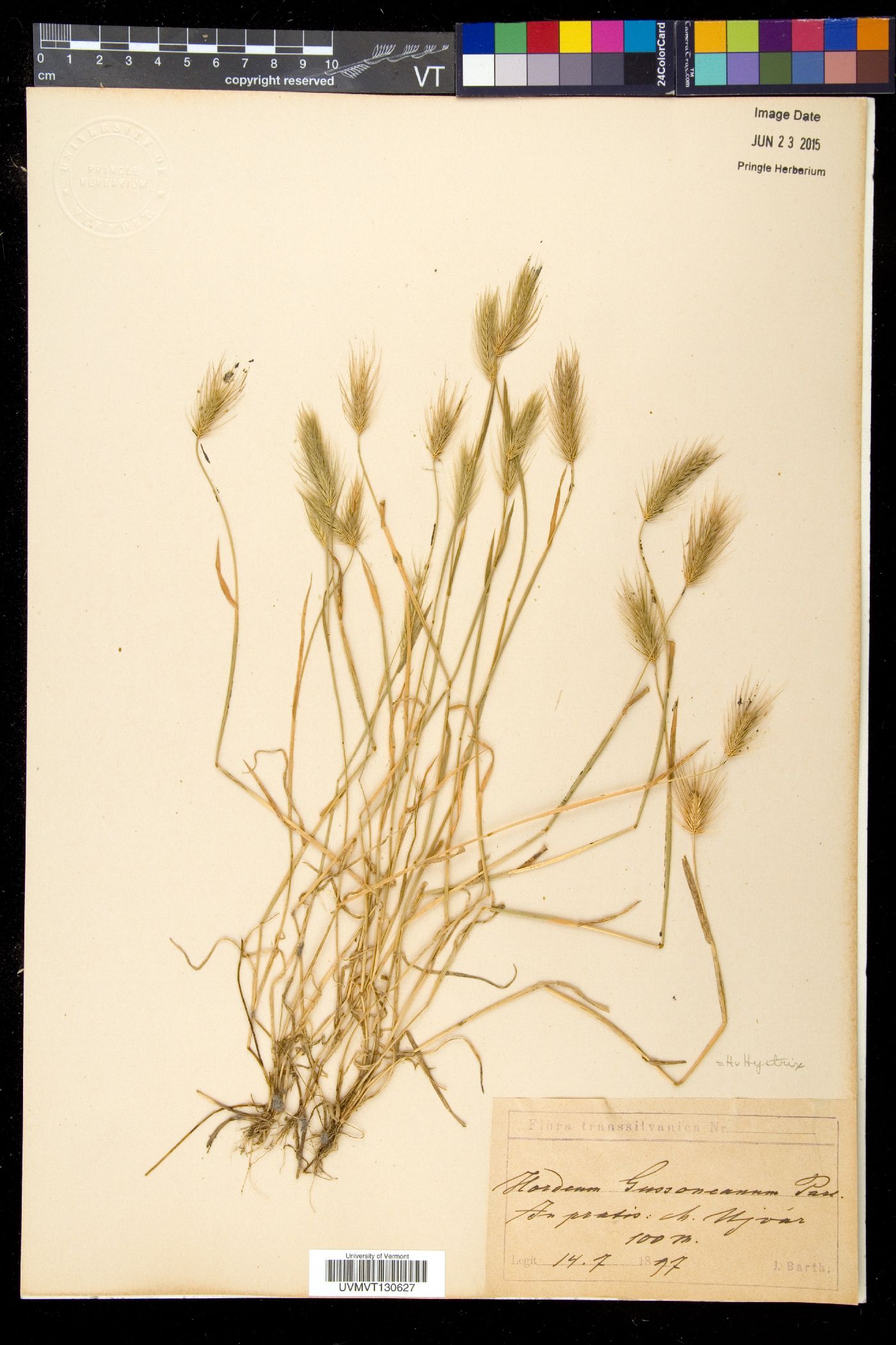 Hordeum gussoneanum image