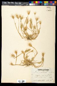 Hordeum marinum image