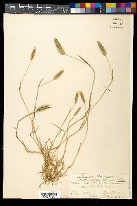 Hordeum marinum image