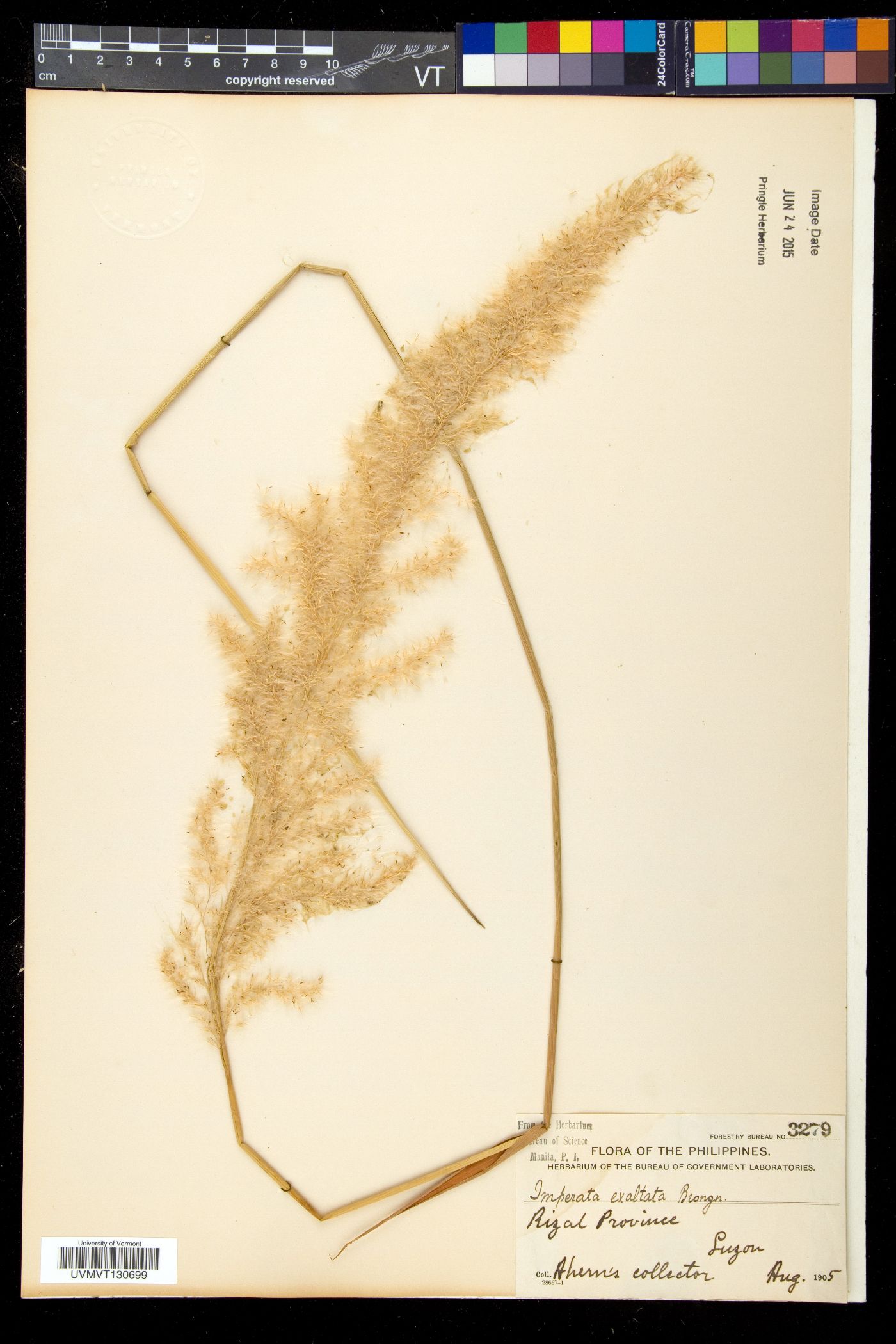 Imperata exaltata image